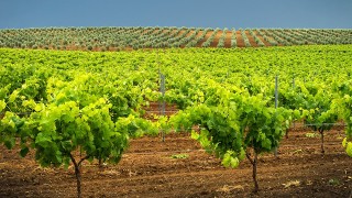 Ruta del Vino Ribera del Guadiana, un viaje a los paisajes del vino (1ª parte)