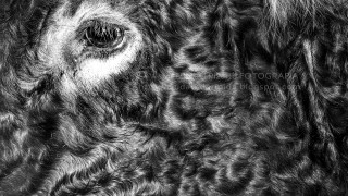 Animales. Serie: biografía del paisaje rural de Extremadura