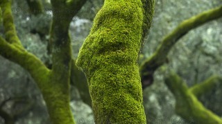 Bosques de musgo, la belleza esponjosa de la dehesa / Dehesas del suroeste de la provincia de Badajoz (Extremadura, España)