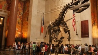 MUSEO DE HISTORIA NATURAL en NYC con NIÑOS