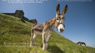 Todos los burritos son Platero, un alegato en defensa del mundo rural de Extremadura