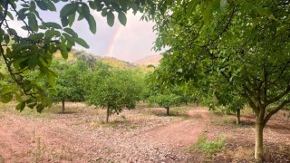 Pedroso y su nuez DOP, una de las joyas ocultas de La Rioja