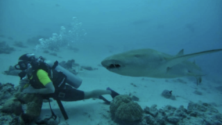 Bucear con tiburones Nodriza en Maldivas (Vídeo)
