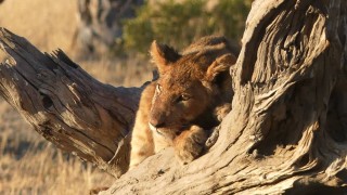 Itinerario para un viaje de safari en Botswana: los mejores lugares para ver animales